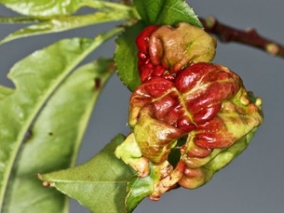 Основні хвороби кісточкових культур