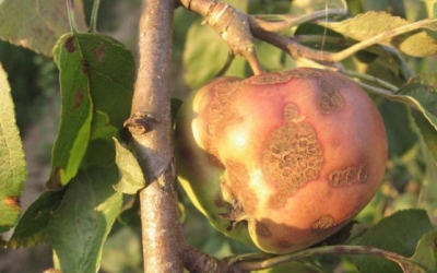 Основні хвороби плодово-зерняткових культур