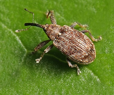 Основні шкідники плодово-зерняткових культур