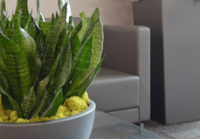 Фітодизайн