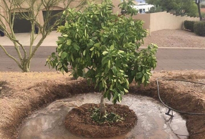 Посадка дерев