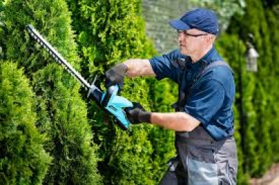 Стрижка хвойних рослин